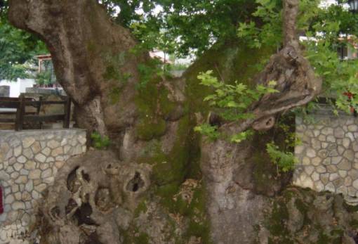 Ο γεροπλάτανος