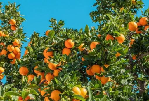 Αίγυπτος και αγορά «ξεζουμίζουν» το πορτοκάλι