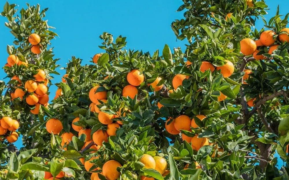 &Alpha;ί&gamma;&upsilon;&pi;&tau;&omicron;&sigmaf; &kappa;&alpha;&iota; &alpha;&gamma;&omicron;&rho;ά &laquo;&xi;&epsilon;&zeta;&omicron;&upsilon;&mu;ί&zeta;&omicron;&upsilon;&nu;&raquo; &tau;&omicron; &pi;&omicron;&rho;&tau;&omicron;&kappa;ά&lambda;&iota;
