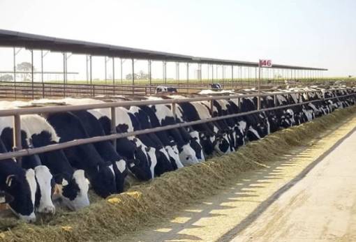 Eurostat: Οι προβλέψεις ζωικής παραγωγής για το δεύτερο εξάμηνο του 2025