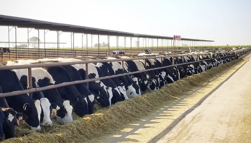 Eurostat: &Omicron;&iota; &pi;&rho;&omicron;&beta;&lambda;έ&psi;&epsilon;&iota;&sigmaf; &zeta;&omega;&iota;&kappa;ή&sigmaf; &pi;&alpha;&rho;&alpha;&gamma;&omega;&gamma;ή&sigmaf; &gamma;&iota;&alpha; &tau;&omicron; &delta;&epsilon;ύ&tau;&epsilon;&rho;&omicron; &epsilon;&xi;ά&mu;&eta;&nu;&omicron; &tau;&omicron;&upsilon; 2025