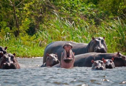 Οι ιπποπόταμοι αναγνωρίζουν τις φωνές «φίλων»  και απαντούν με... κοπριά σε αγνώστους
