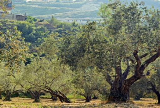Δεύτερη ευκαιρία για τον Δασικό Χάρτη της Λακωνίας ζητεί κάτοικος Βασιλακίου