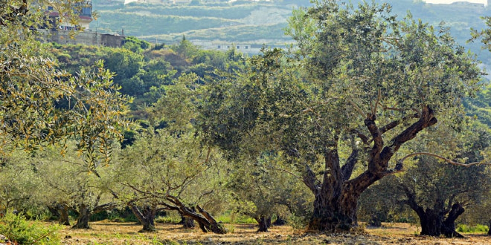 &Delta;&epsilon;ύ&tau;&epsilon;&rho;&eta; &epsilon;&upsilon;&kappa;&alpha;&iota;&rho;ί&alpha; &gamma;&iota;&alpha; &tau;&omicron;&nu; &Delta;&alpha;&sigma;&iota;&kappa;ό &Chi;ά&rho;&tau;&eta; &tau;&eta;&sigmaf; &Lambda;&alpha;&kappa;&omega;&nu;ί&alpha;&sigmaf; &zeta;&eta;&tau;&epsilon;ί &kappa;ά&tau;&omicron;&iota;&kappa;&omicron;&sigmaf; &Beta;&alpha;&sigma;&iota;&lambda;&alpha;&kappa;ί&omicron;&upsilon;