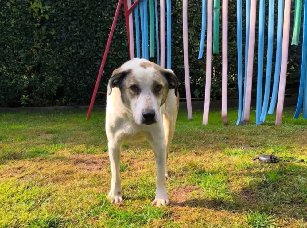 &Chi;&nu;&omicron;&upsilon;&delta;&omega;&tau;έ&sigmaf; &Delta;&iota;&alpha;&delta;&rho;&omicron;&mu;έ&sigmaf;: &Gamma;&nu;&omega;&rho;ί&sigma;&tau;&epsilon; &tau;&omicron;&nu; &Eta;&lambda;ί&alpha;