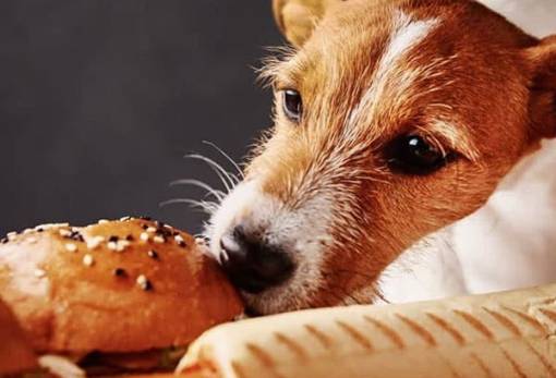 Χνουδωτές διαδρομές: Είναι ασφαλές για τα σκυλιά να τρώνε ψωμί;
