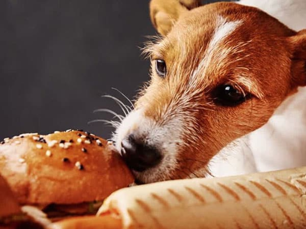 &Chi;&nu;&omicron;&upsilon;&delta;&omega;&tau;έ&sigmaf; &delta;&iota;&alpha;&delta;&rho;&omicron;&mu;έ&sigmaf;: &Epsilon;ί&nu;&alpha;&iota; &alpha;&sigma;&phi;&alpha;&lambda;έ&sigmaf; &gamma;&iota;&alpha; &tau;&alpha; &sigma;&kappa;&upsilon;&lambda;&iota;ά &nu;&alpha; &tau;&rho;ώ&nu;&epsilon; &psi;&omega;&mu;ί;