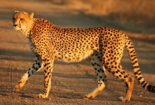 Η κλιματική αλλαγή φέρνει νυχτερινές συγκρούσεις των μεγάλων αιλουροειδών