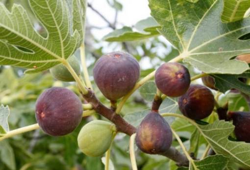 Εκ νέου αναγγελία στον ΕΛΓΑ από τον Δ. Μονεμβασίας