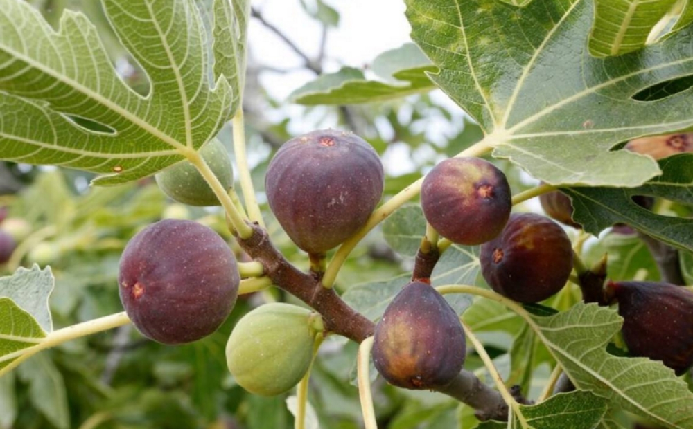 &Epsilon;&kappa; &nu;έ&omicron;&upsilon; &alpha;&nu;&alpha;&gamma;&gamma;&epsilon;&lambda;ί&alpha; &sigma;&tau;&omicron;&nu; &Epsilon;&Lambda;&Gamma;&Alpha; &alpha;&pi;ό &tau;&omicron;&nu; &Delta;. &Mu;&omicron;&nu;&epsilon;&mu;&beta;&alpha;&sigma;ί&alpha;&sigmaf;