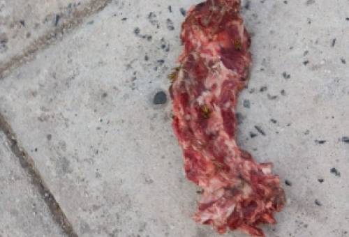 Επικίνδυνη εστία μόλυνσης στο κέντρο της Σπάρτης (ΦΩΤΟ)