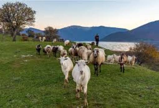Εξετάζεται ακύρωση των προκηρύξεων για βιολογική κτηνοτροφία και μελισσοκομία