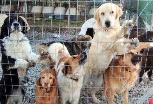 Κοπή βασιλόπιτας παρέα με τα Σπαρτιατάκια