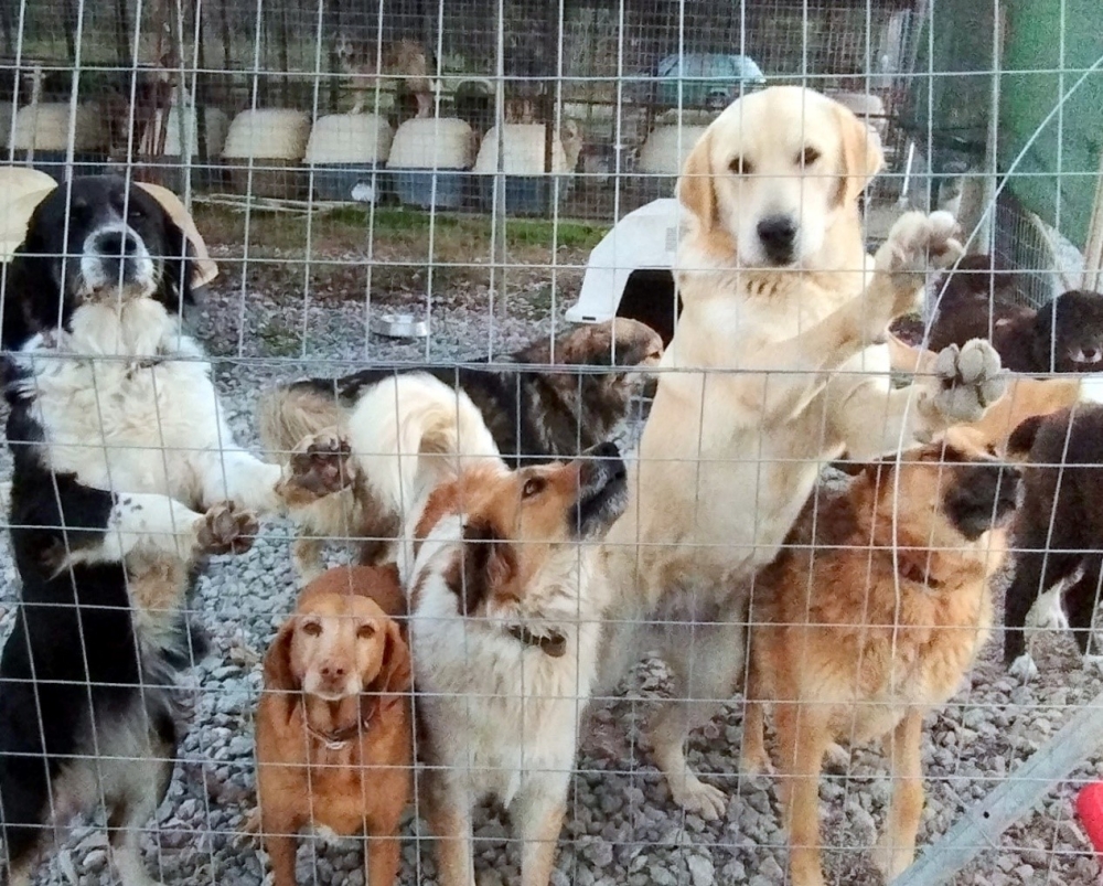 &Kappa;&omicron;&pi;ή &beta;&alpha;&sigma;&iota;&lambda;ό&pi;&iota;&tau;&alpha;&sigmaf; &pi;&alpha;&rho;έ&alpha; &mu;&epsilon; &tau;&alpha; &Sigma;&pi;&alpha;&rho;&tau;&iota;&alpha;&tau;ά&kappa;&iota;&alpha;