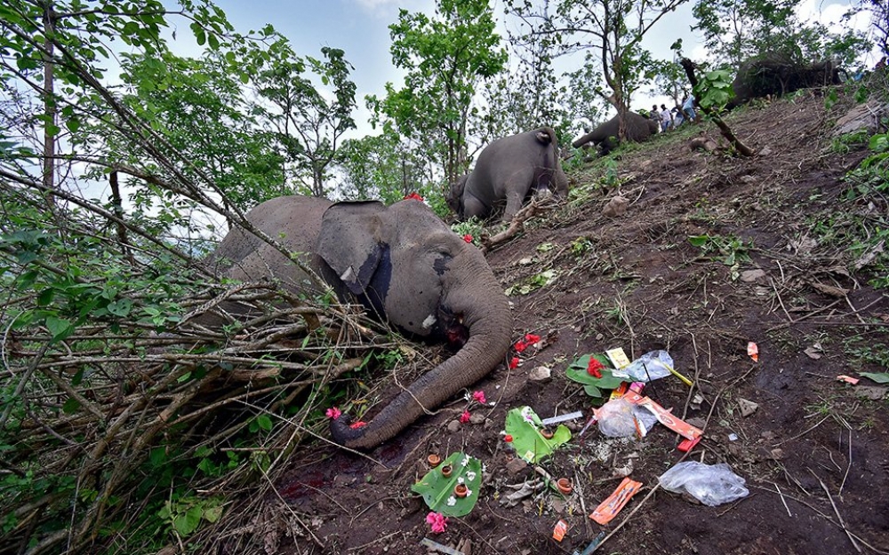 &Nu;&epsilon;&kappa;&rho;&omicron;ί 18 ά&gamma;&rho;&iota;&omicron;&iota; &alpha;&sigma;&iota;&alpha;&tau;&iota;&kappa;&omicron;ί &epsilon;&lambda;έ&phi;&alpha;&nu;&tau;&epsilon;&sigmaf; &mu;έ&sigma;&alpha; &sigma;&epsilon; &pi;&rho;&omicron;&sigma;&tau;&alpha;&upsilon;&tau;&epsilon;&upsilon;ό&mu;&epsilon;&nu;&omicron; &delta;ά&sigma;&omicron;&sigmaf; &sigma;&tau;&eta;&nu; &Iota;&nu;&delta;ί&alpha;