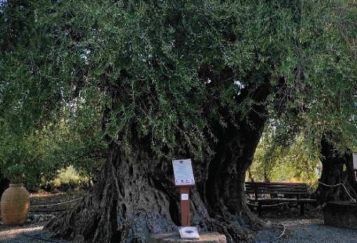 Στην Απιδέα Λακωνίας τα αποκαλυπτήρια της σήμανσης της γηραιότερης ελιάς της Πελοποννήσου