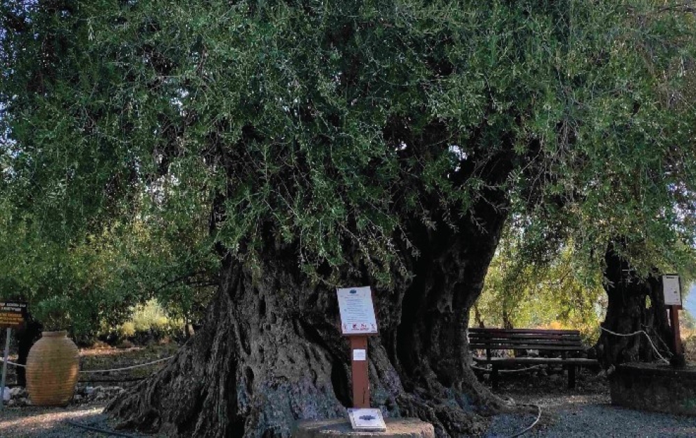 &Sigma;&tau;&eta;&nu; &Alpha;&pi;&iota;&delta;έ&alpha; &Lambda;&alpha;&kappa;&omega;&nu;ί&alpha;&sigmaf; &tau;&alpha; &alpha;&pi;&omicron;&kappa;&alpha;&lambda;&upsilon;&pi;&tau;ή&rho;&iota;&alpha; &tau;&eta;&sigmaf; &sigma;ή&mu;&alpha;&nu;&sigma;&eta;&sigmaf; &tau;&eta;&sigmaf; &gamma;&eta;&rho;&alpha;&iota;ό&tau;&epsilon;&rho;&eta;&sigmaf; &epsilon;&lambda;&iota;ά&sigmaf; &tau;&eta;&sigmaf; &Pi;&epsilon;&lambda;&omicron;&pi;&omicron;&nu;&nu;ή&sigma;&omicron;&upsilon;
