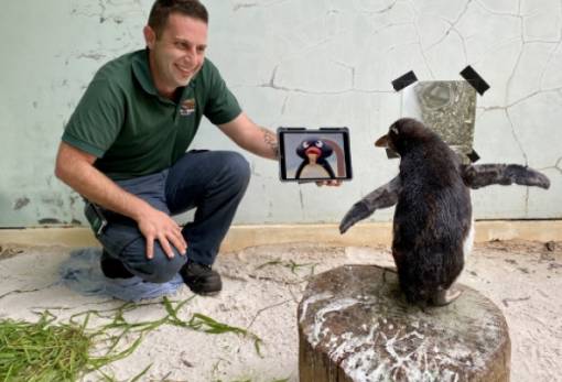 Πιγκουίνος «παρακολουθεί» Pingu σε iPad για να μη νιώθει μοναξιά