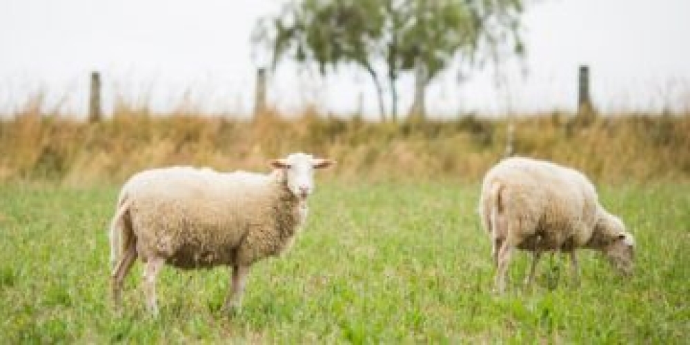 Έ&omega;&sigmaf; &tau;έ&lambda;&eta; &Iota;&omicron;&upsilon;&nu;ί&omicron;&upsilon; &eta; &pi;&rho;ό&sigma;&kappa;&lambda;&eta;&sigma;&eta; &gamma;&iota;&alpha; &tau;&iota;&sigmaf; &Alpha;&upsilon;&tau;ό&chi;&theta;&omicron;&nu;&epsilon;&sigmaf; &Phi;&upsilon;&lambda;έ&sigmaf;