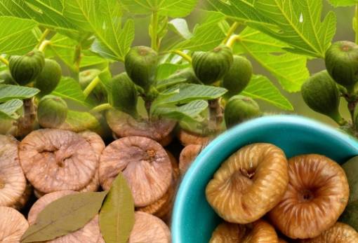 Τιμές ρεκόρ για τα σύκα του 2024 από την εξαγωγική AGREXPO-ΓΚΟΥΜΑΣ