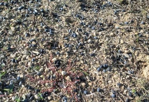 Από το «Δόξα τω Θεώ» στο «Βόηθα Παναγιά» οι αγρότες της Λακωνίας