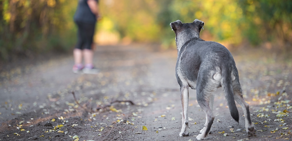 &Sigma;&omicron;&beta;&alpha;&rho;ό&sigmaf; &tau;&rho;&alpha;&upsilon;&mu;&alpha;&tau;&iota;&sigma;&mu;ό&sigmaf; &alpha;&nu;ή&lambda;&iota;&kappa;&omicron;&upsilon; &alpha;&pi;ό &alpha;&delta;έ&sigma;&pi;&omicron;&tau;&omicron; &sigma;&kappa;ύ&lambda;&omicron; &sigma;&tau;&omicron; &Delta;&alpha;&phi;&nu;ί