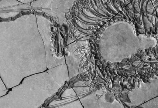 Kίνα: Επιστήμονες αποκαλύπτουν υδρόβιο ερπετό 240 εκατ. ετών που θυμίζει «δράκο»